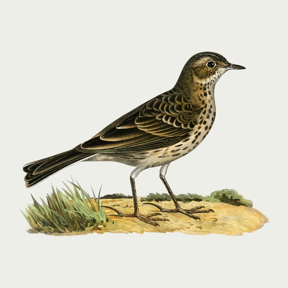 Vector meadow pipit bird hand drawn