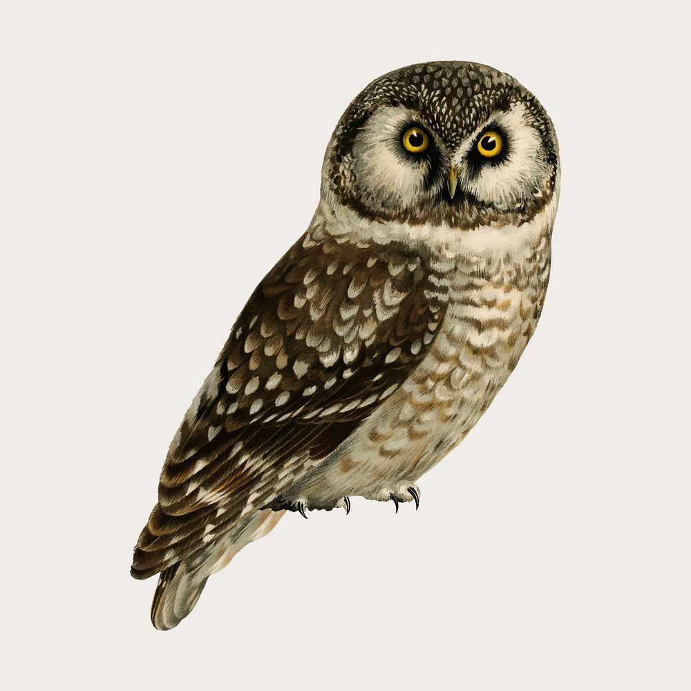 Vector boreal owl bird hand drawn