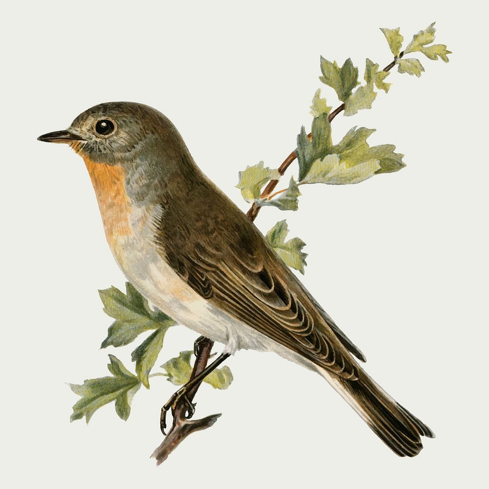 Red-breasted flycatcher bird vector hand drawn