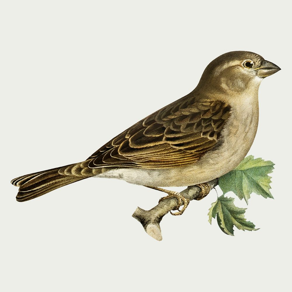 Female house sparrow bird vector hand drawn