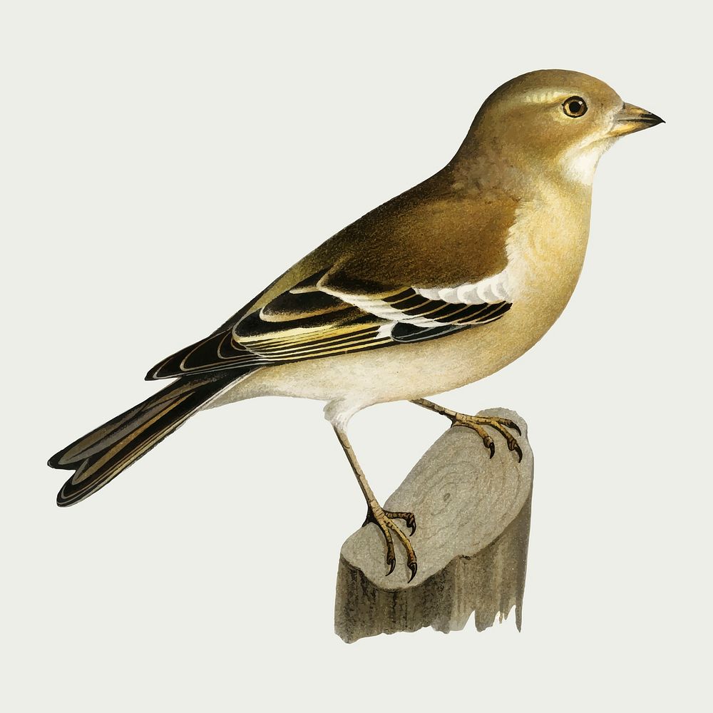 Common chaffinch bird vector hand drawn
