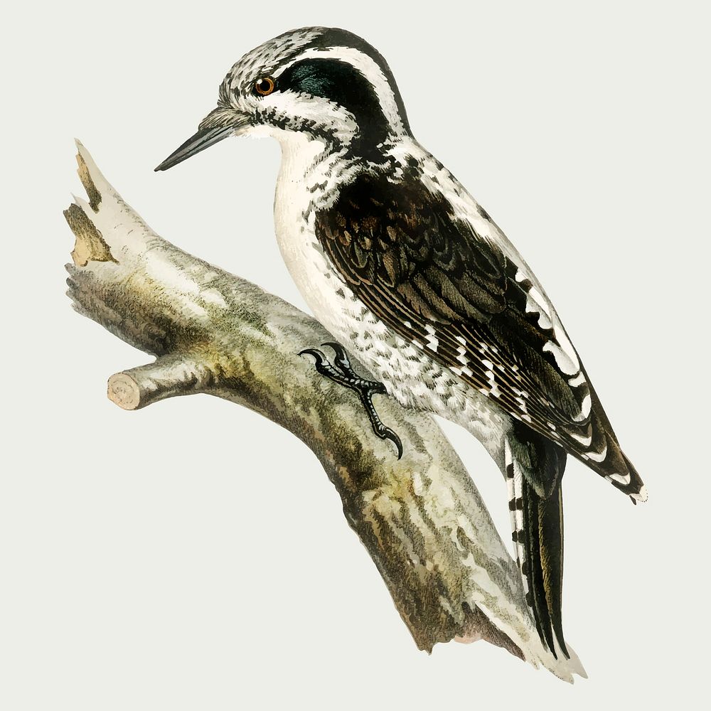 Vector three-toed woodpecker bird hand drawn