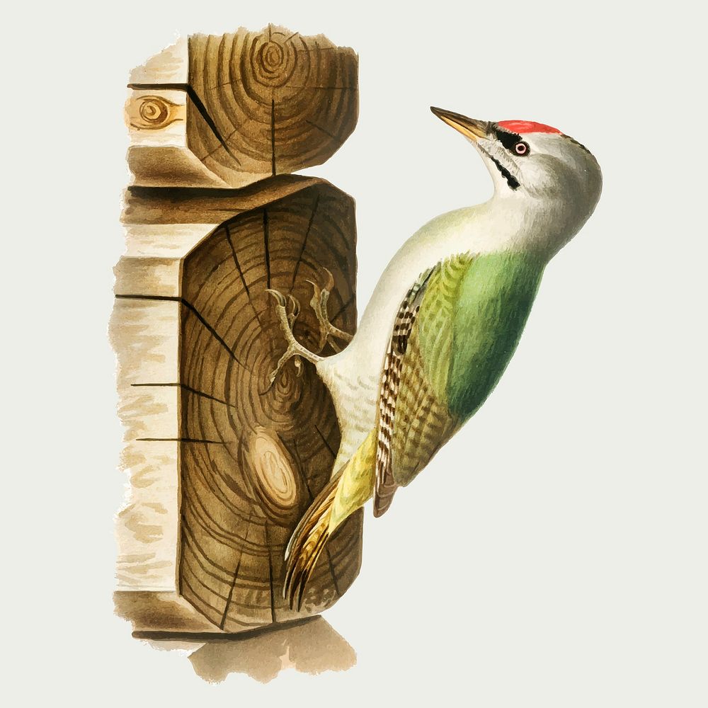 European green woodpecker vector hand drawn