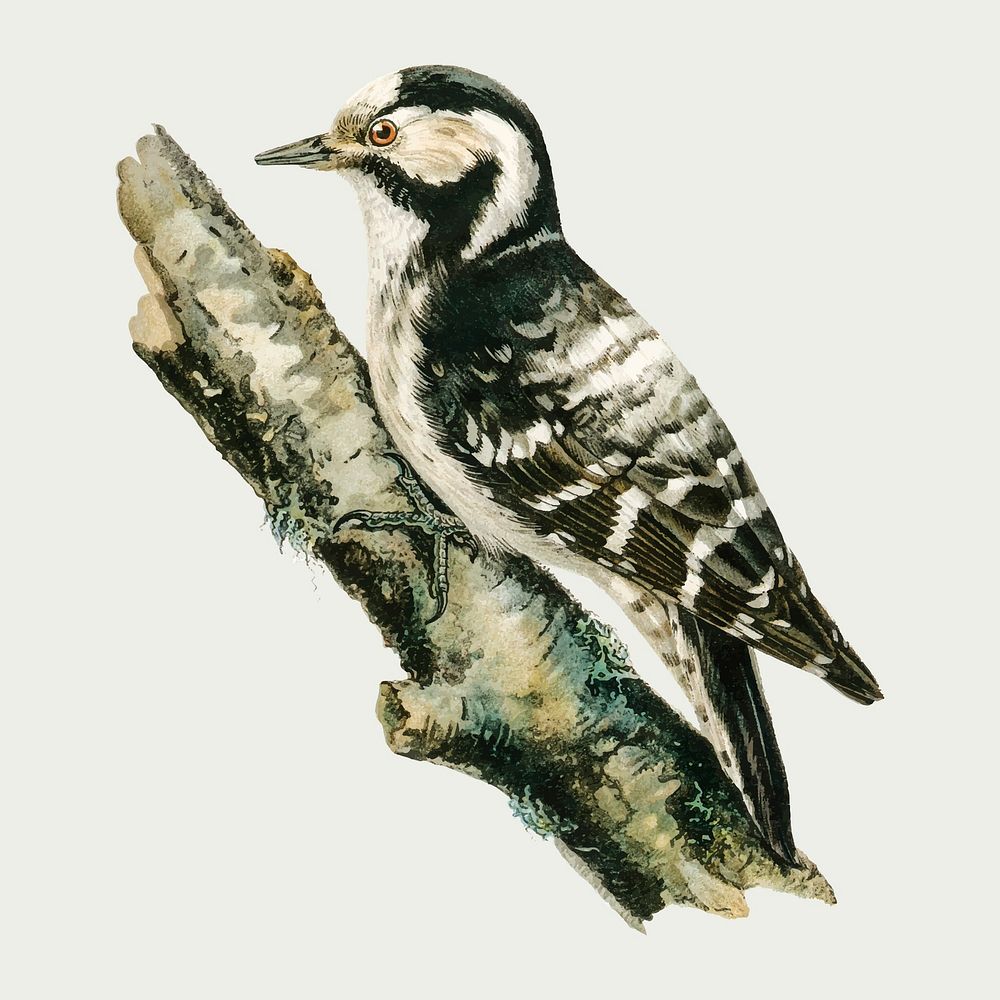 Lesser spotted woodpecker bird vector hand drawn