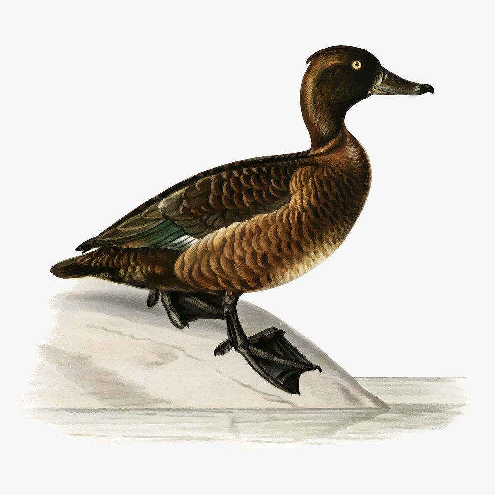 Vector ferruginous duck bird hand drawn