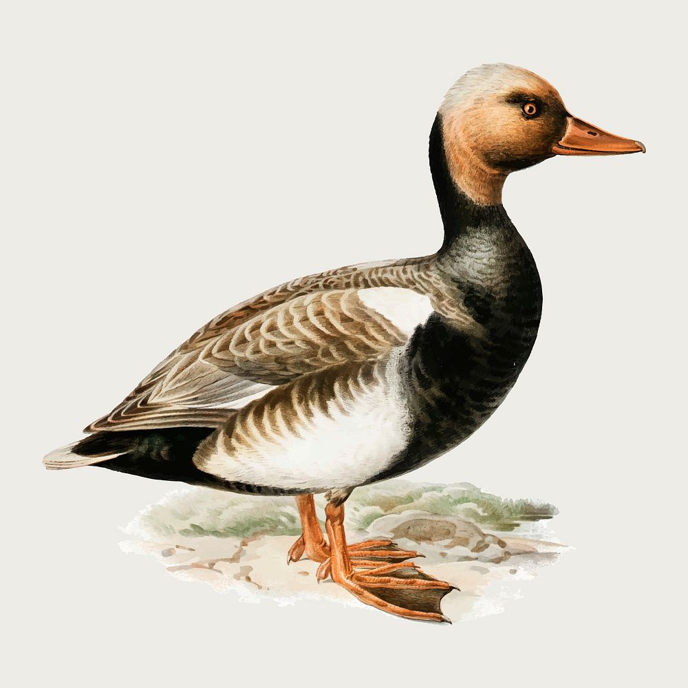 Vector red crested duck hand drawn