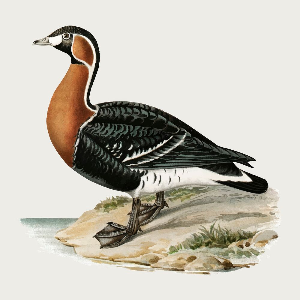 Vector red-breasted goose bird hand drawn