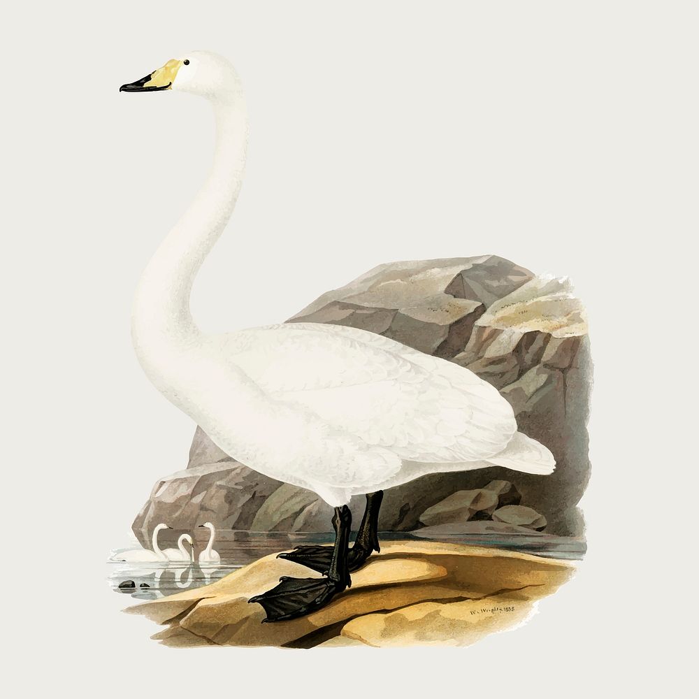 Vector whooper swan bird hand drawn