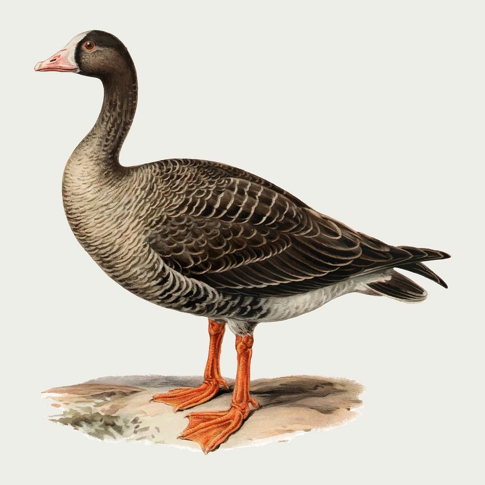 Vector lesser white-fronted goose bird hand drawn