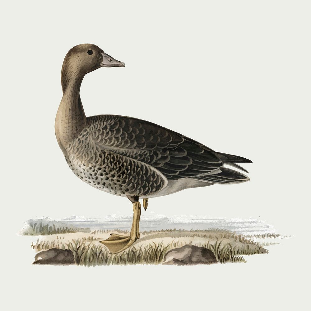 Vector greater white-fronted goose bird hand drawn