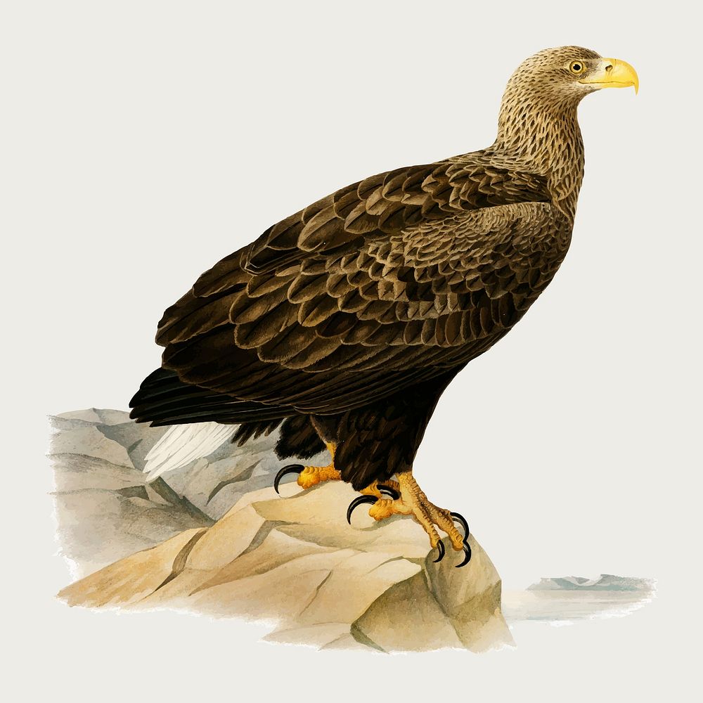 Vector white-tailed eagle bird hand drawn
