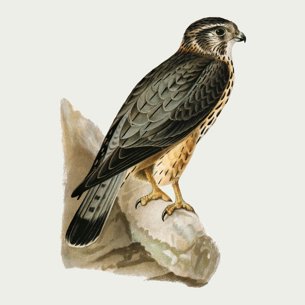 Vector merlin falcon bird hand drawn