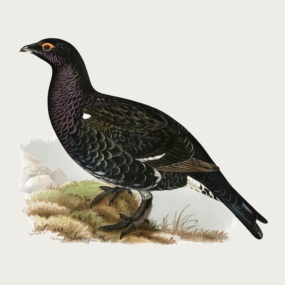 Vector black grouse/western capercaillie hybrid bird hand drawn