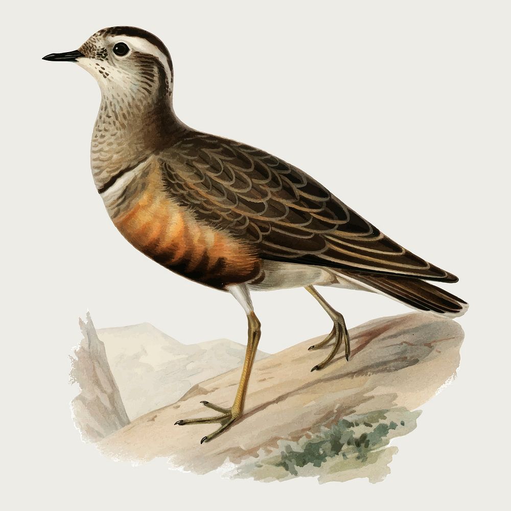 Vector eurasian dotterel bird hand drawn