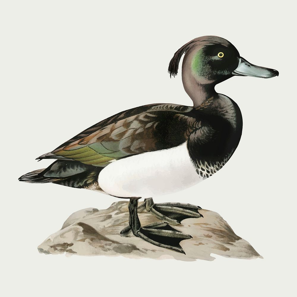 Vector ferruginous duck bird hand drawn