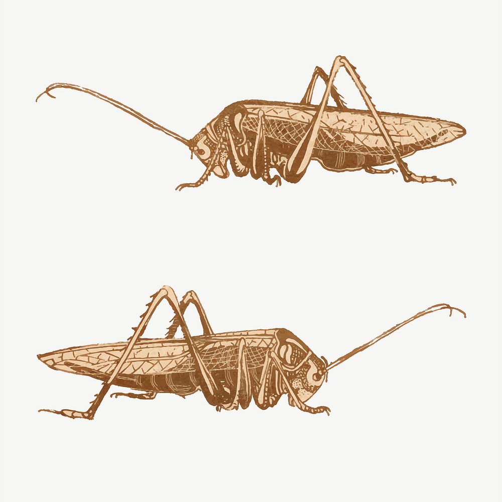 Vintage brown grasshopper art print vector, remix from artworks by Theo van Hoytema