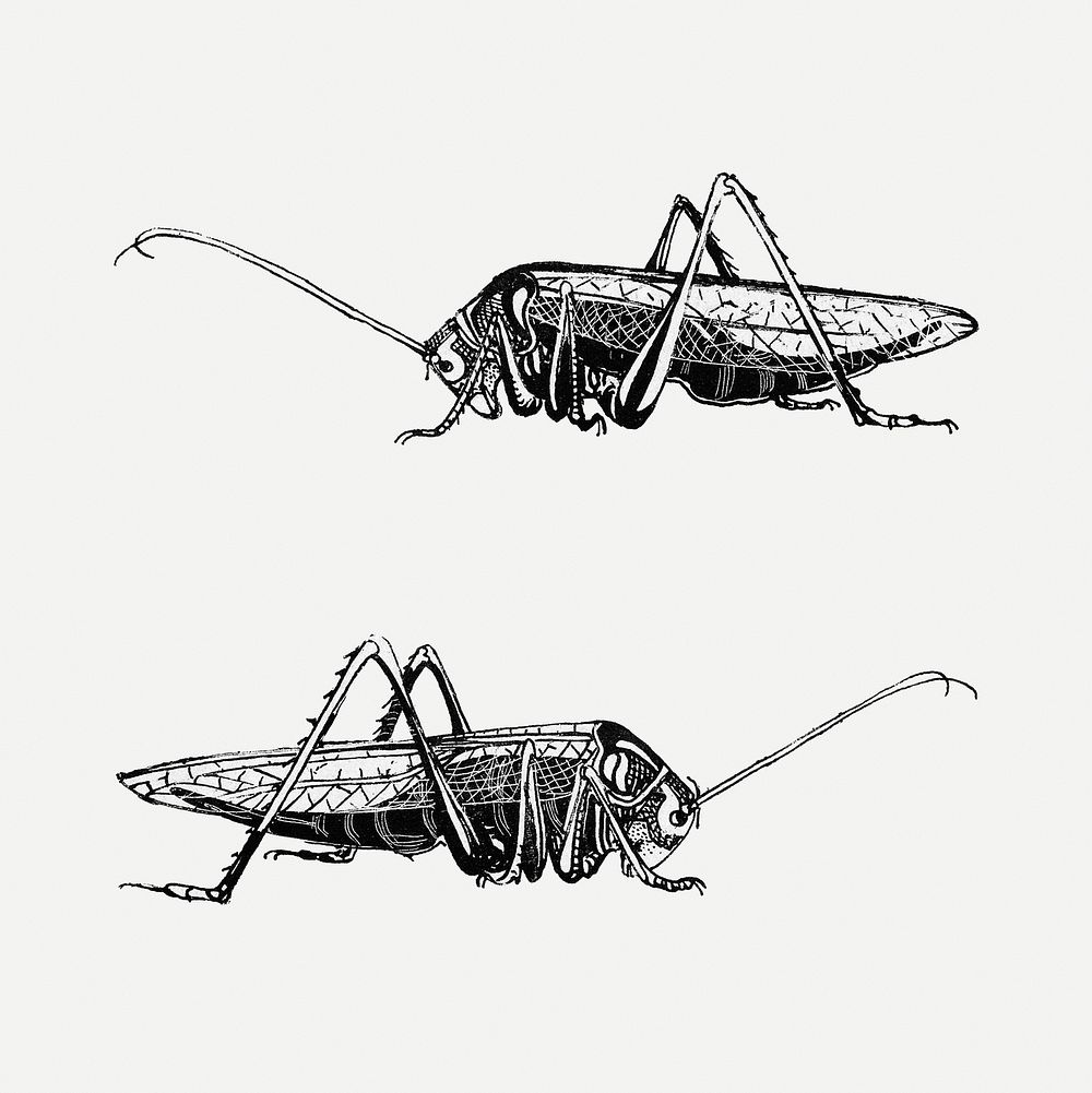 Vintage black and white grasshopper psd art print, remix from artworks by Theo van Hoytema