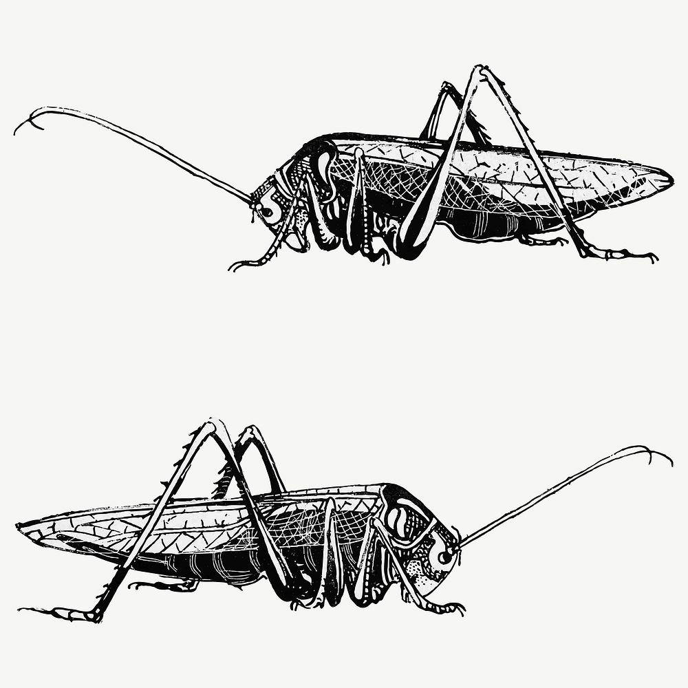Vintage black and white grasshopper art print vector, remix from artworks by Theo van Hoytema