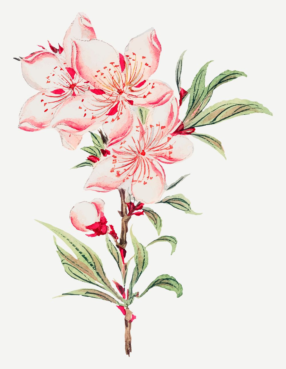 Vintage Japanese peach blossoms vector art print, remix from artworks by Megata Morikaga