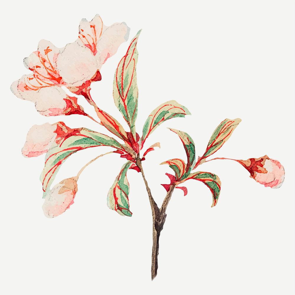 Vintage Japanese cherry blossoms vector art print, remix from artworks by Megata Morikaga