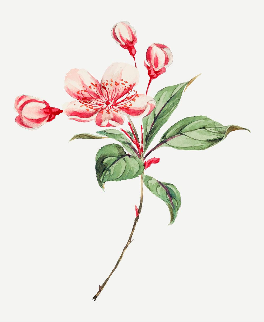 Vintage Japanese azalea flowers vector art print, remix from artworks by Megata Morikaga