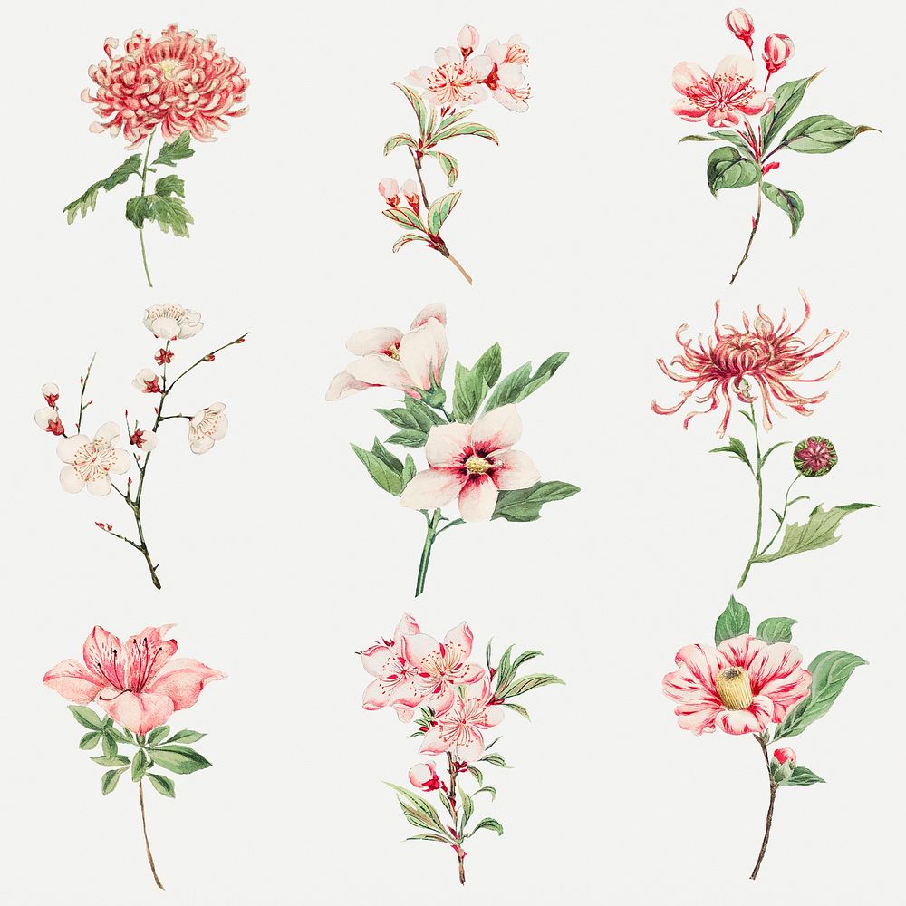 Vintage Japanese pink flower art print set, remix from artworks by Megata Morikaga