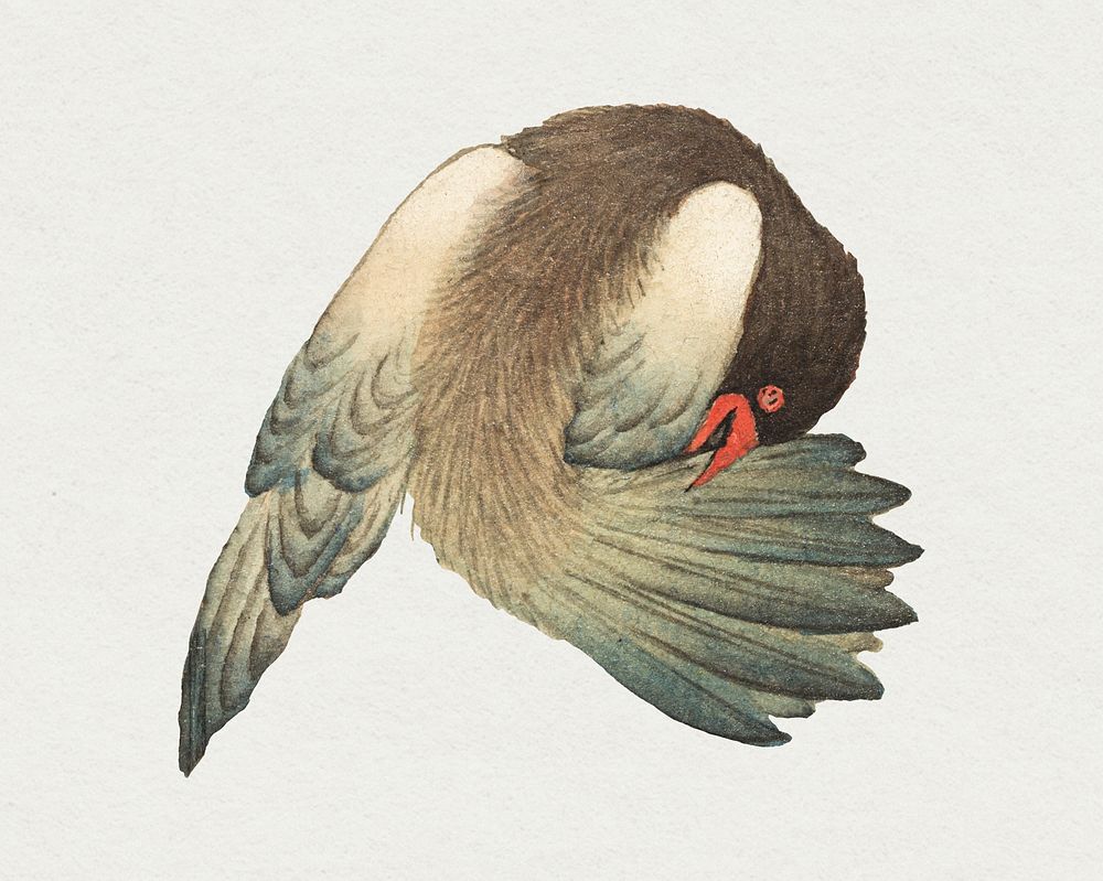 Vintage Chinese Preening bird psd, remix from artworks by Zhang Ruoai