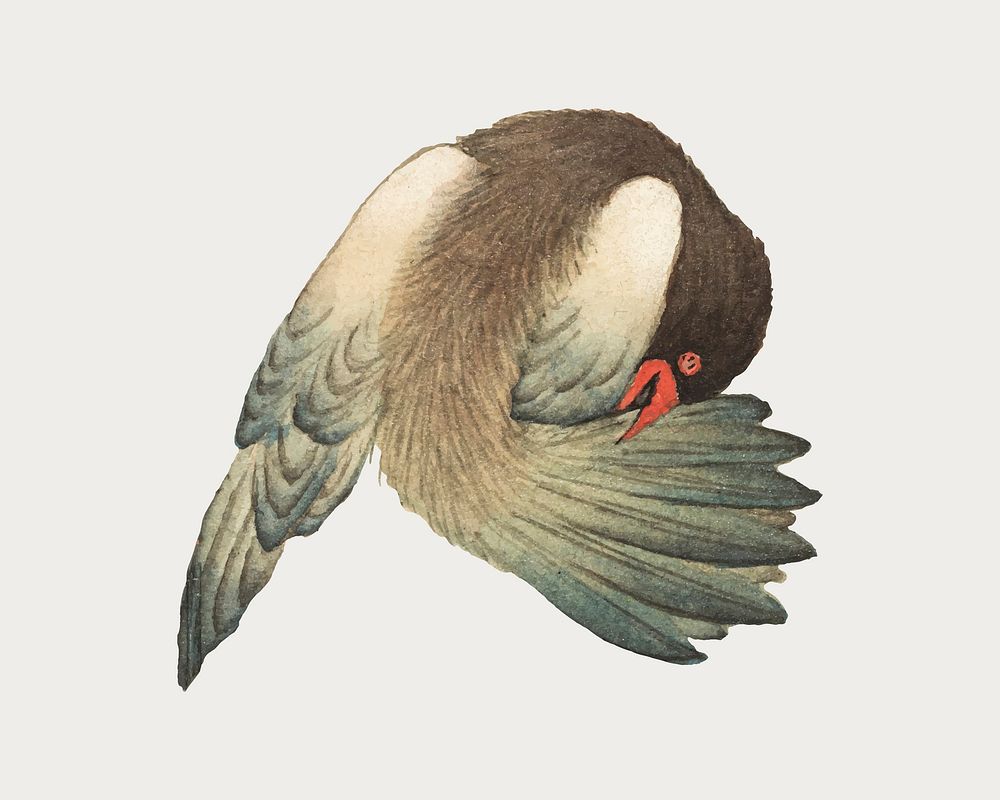 Chinese Preening bird vector, remix from artworks by Zhang Ruoai