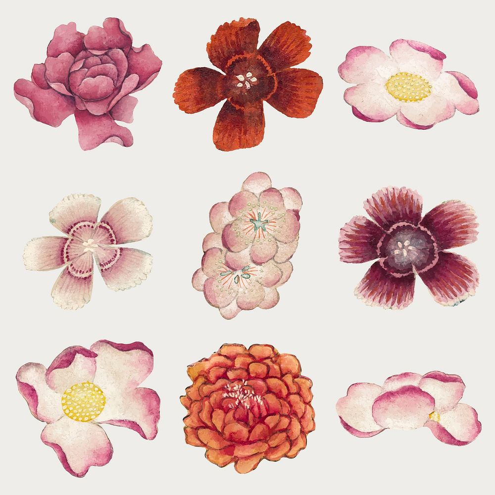 Vintage Chinese pink flower vector set, remix from artworks by Zhang Ruoai