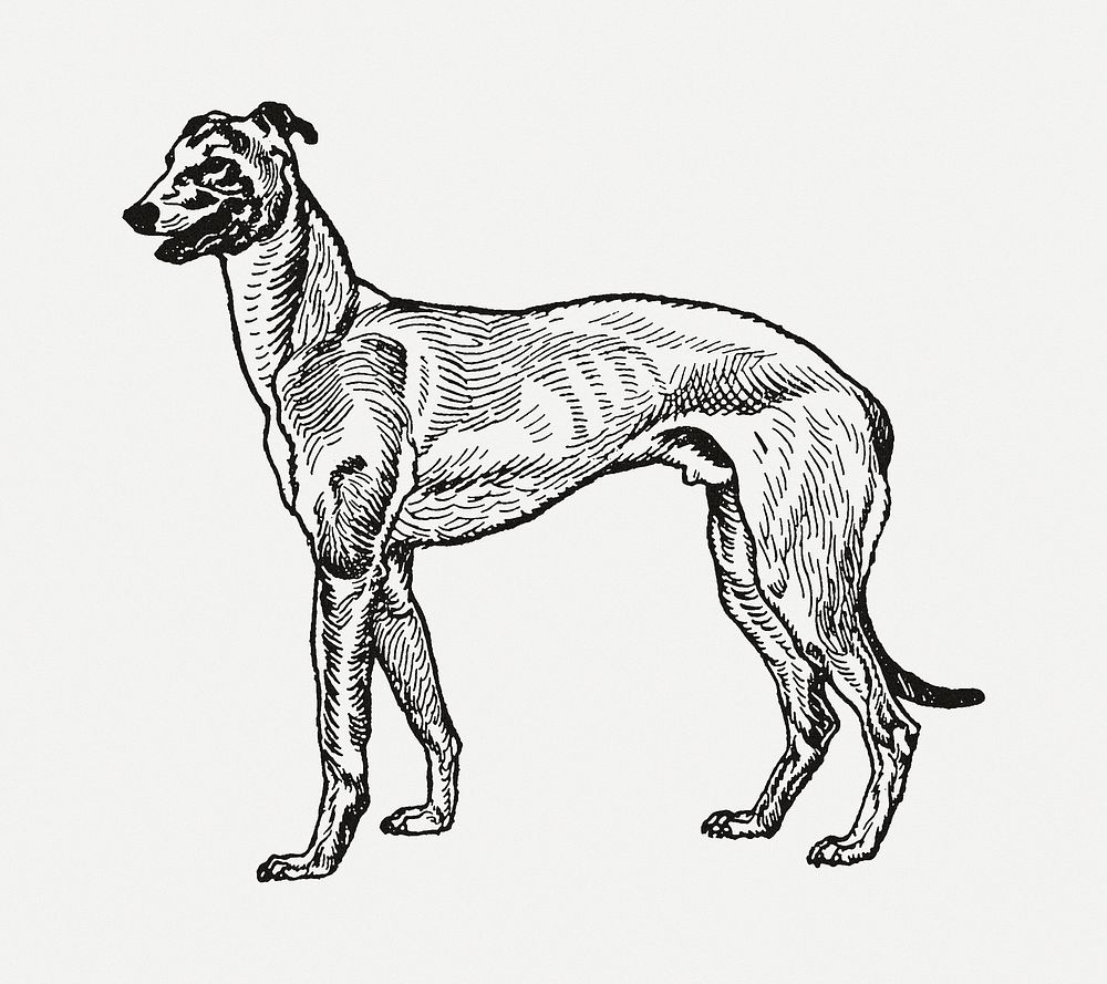 Vintage Greyhound dog illustration, remixed from artworks by Moriz Jung
