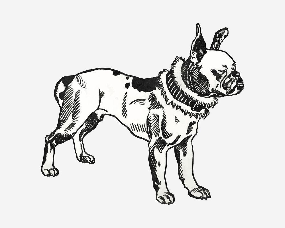 Vintage Pitbull Terrier dog illustration vector, remixed from artworks by Moriz Jung