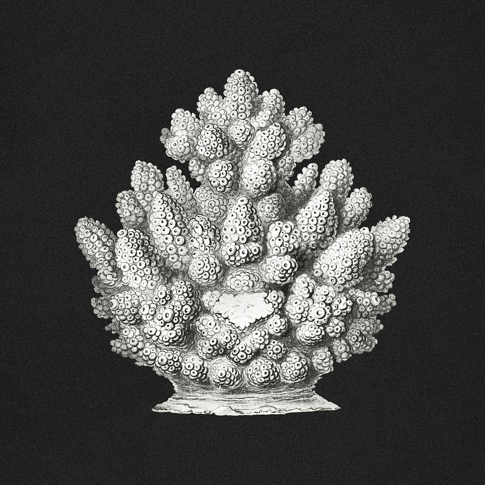 Vintage coral illustration on black background