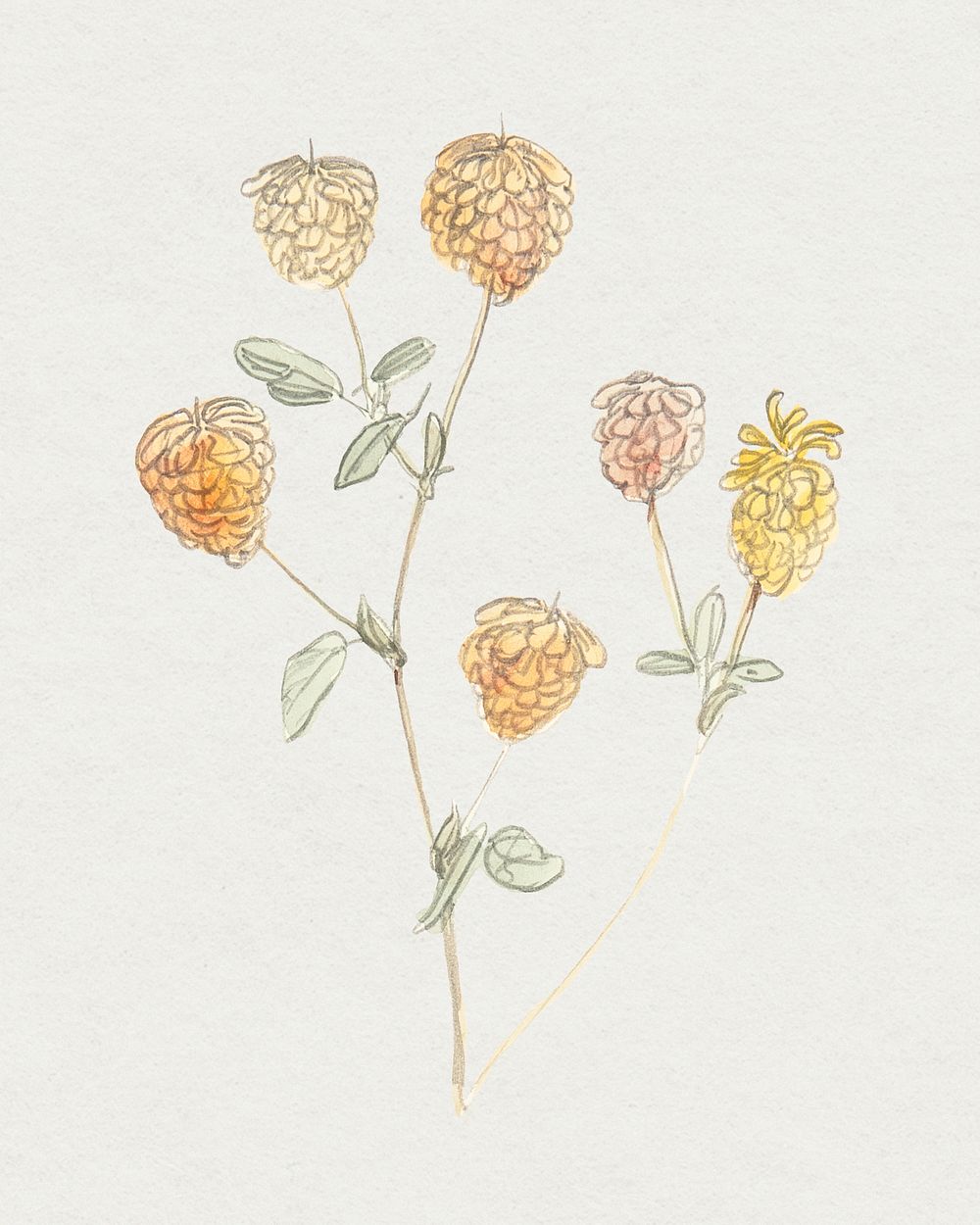 Vintage flower psd in hand drawn meadow flowers, remixed from artworks by Samuel Colman