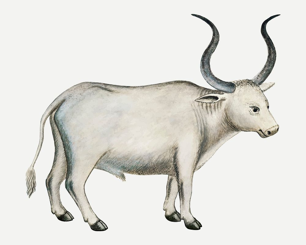 Cape ox vector antique watercolor animal illustration, remixed from the artworks by Robert Jacob Gordon