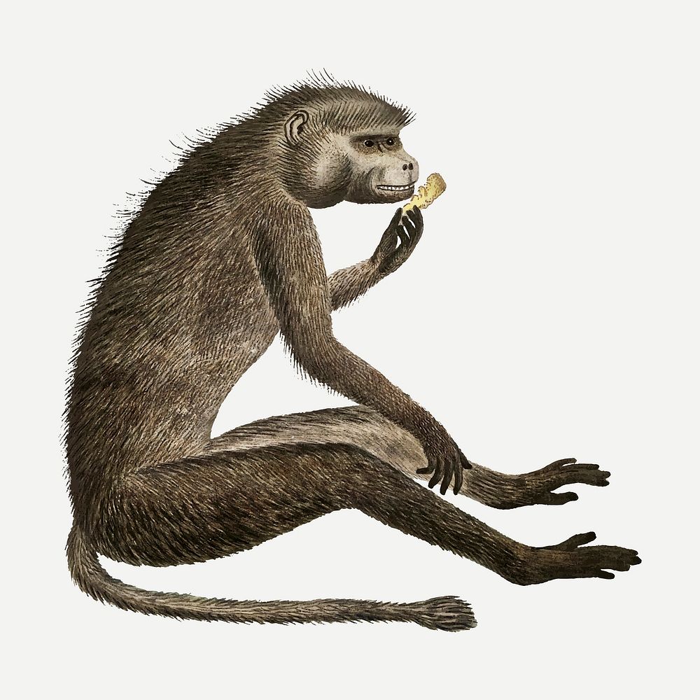 Chacma baboon vector antique watercolor animal illustration, remixed from the artworks by Robert Jacob Gordon