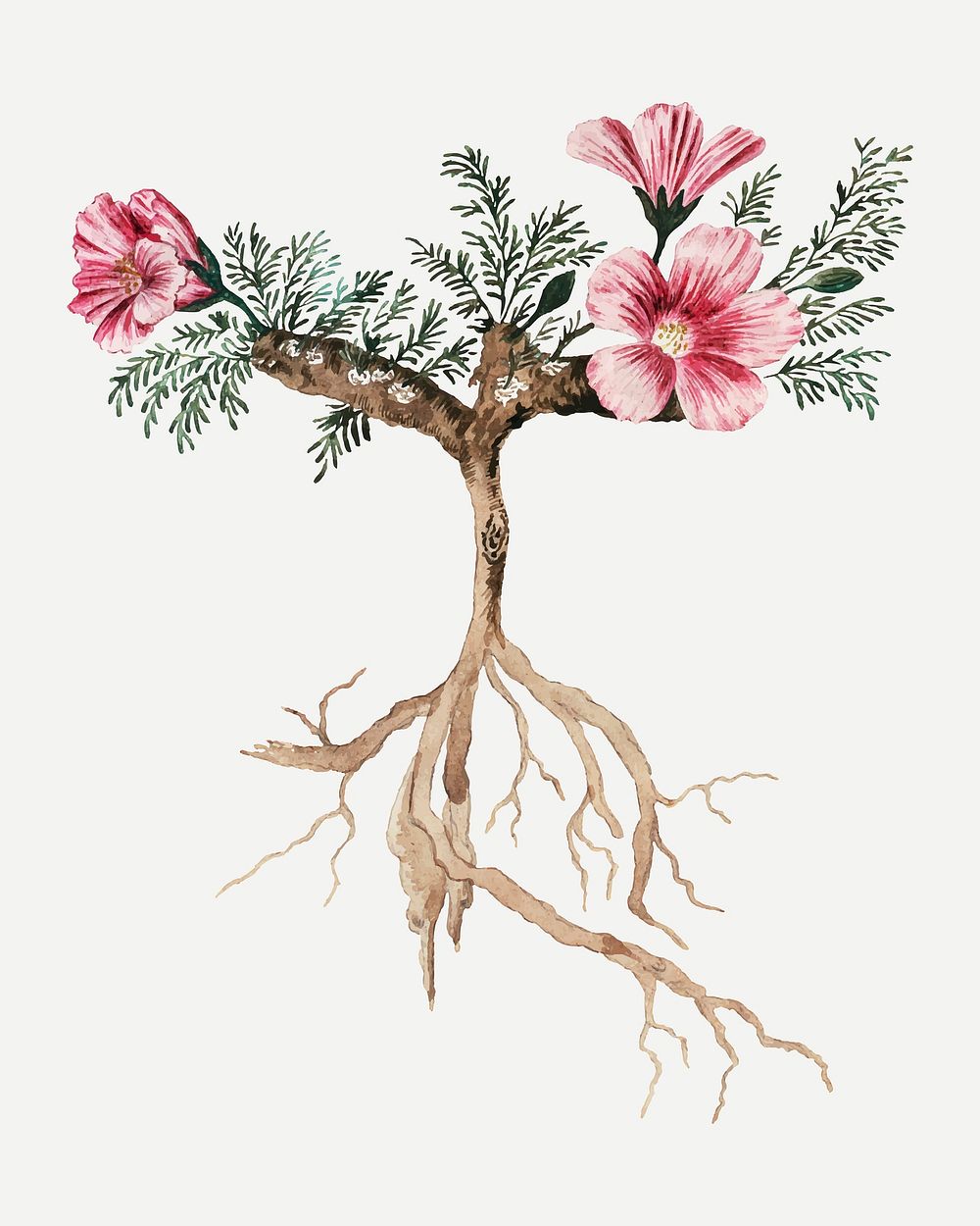 Monsonia multifidum vector vintage flower illustration set, remixed from the artworks by Robert Jacob Gordon