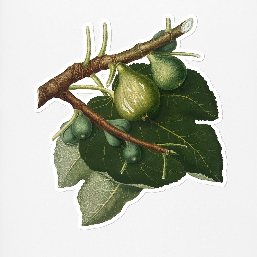 Hand drawn fig fruit sticker with a white border