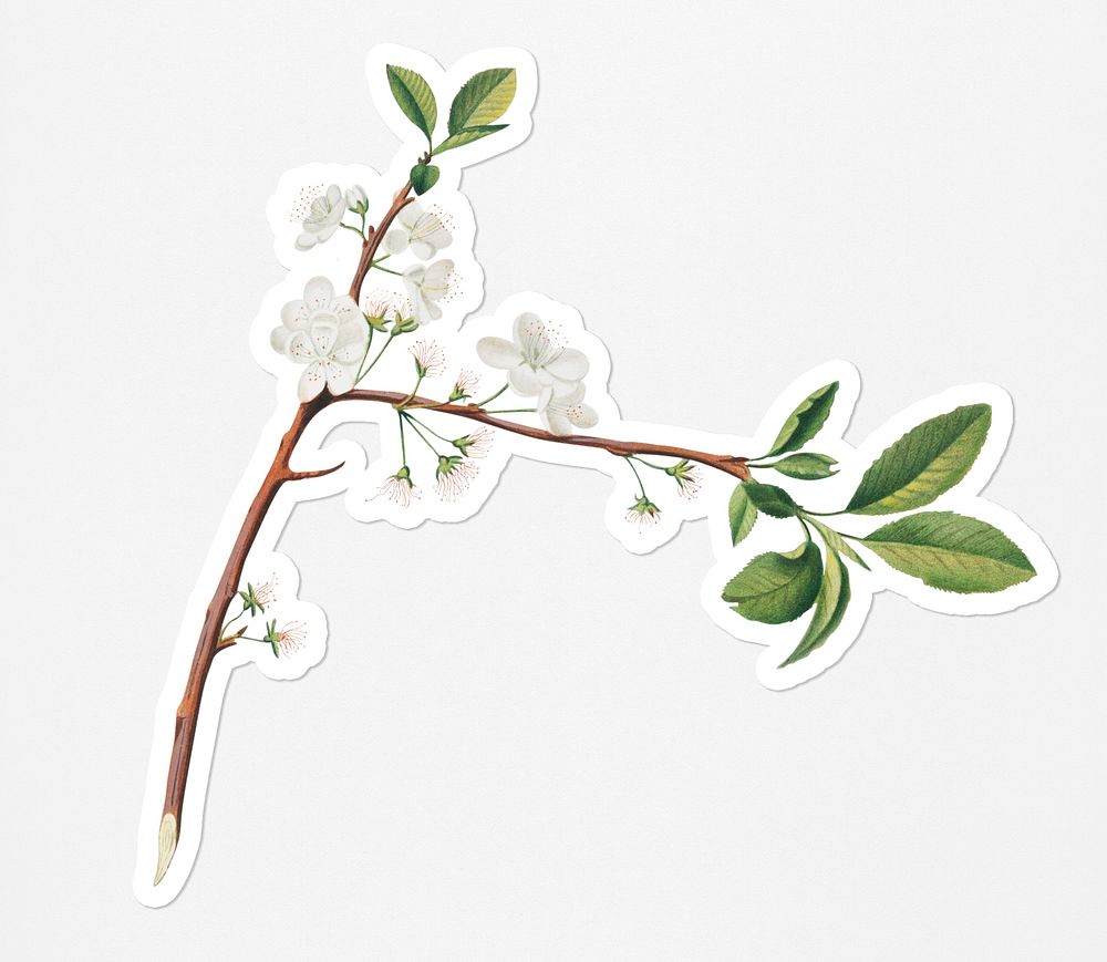 Hand drawn plum blossom flower branch sticker with a white border