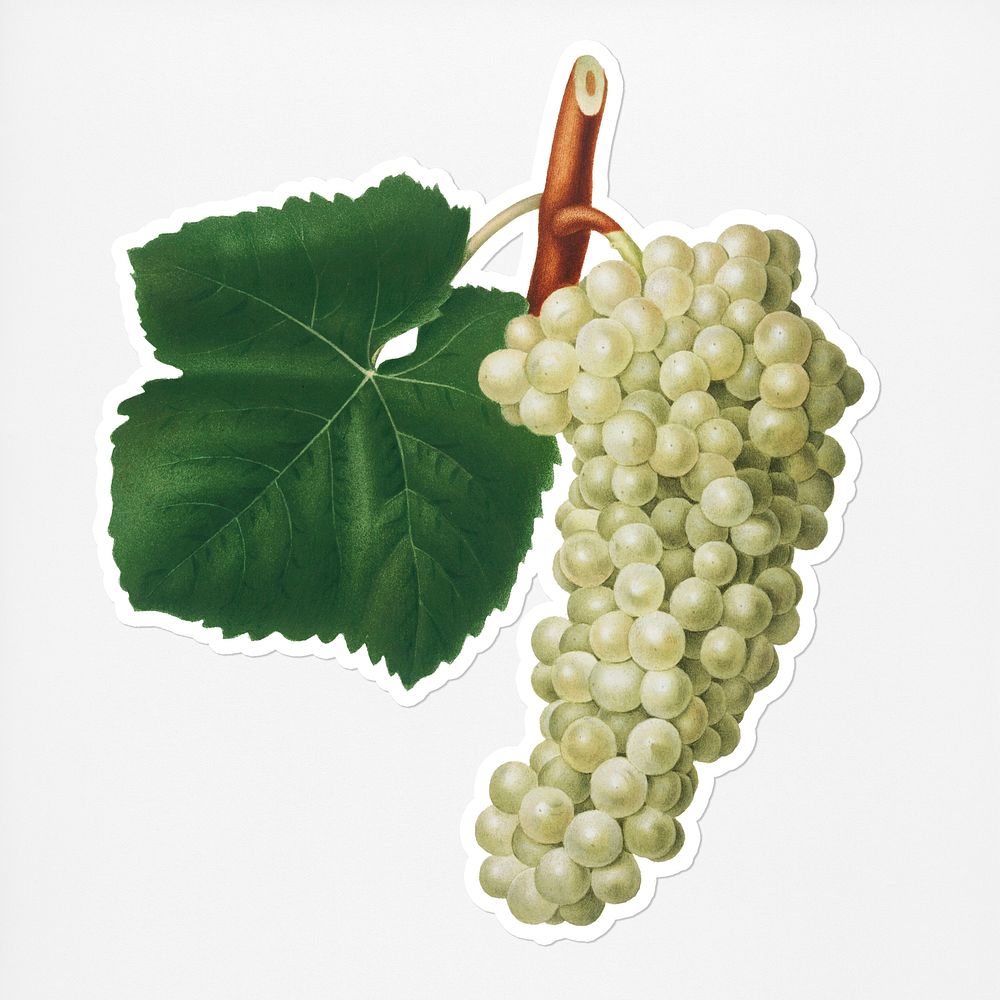Hand drawn bunch of white grapes sticker with a white border