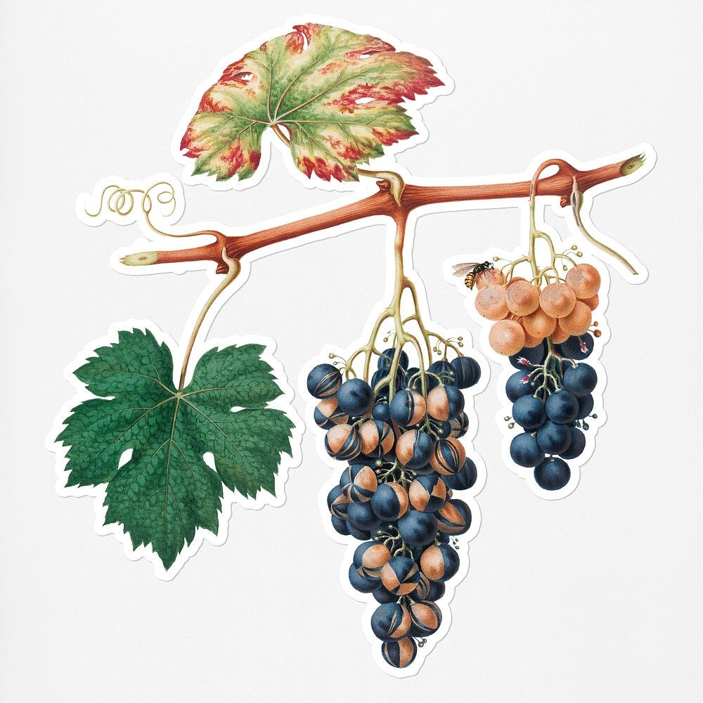 Hand drawn bunch of Summer grapes sticker with a white border