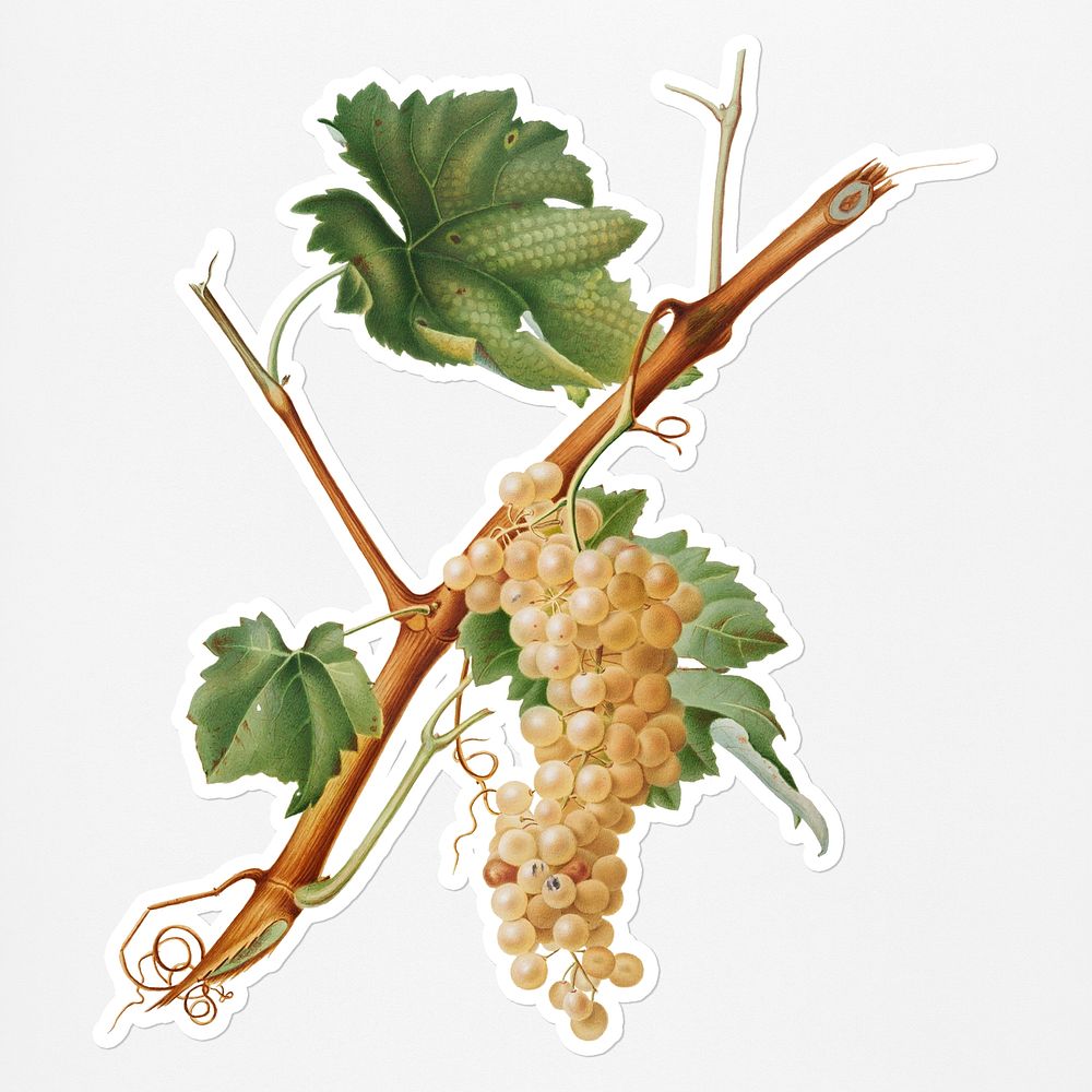 Hand drawn bunch of Vermentino wine grapes sticker with a white border