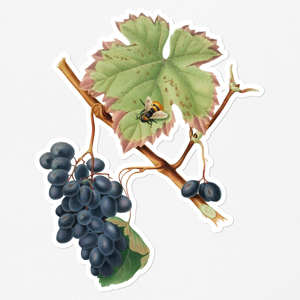 Hand drawn bunch of Barbera grapes sticker with a white border