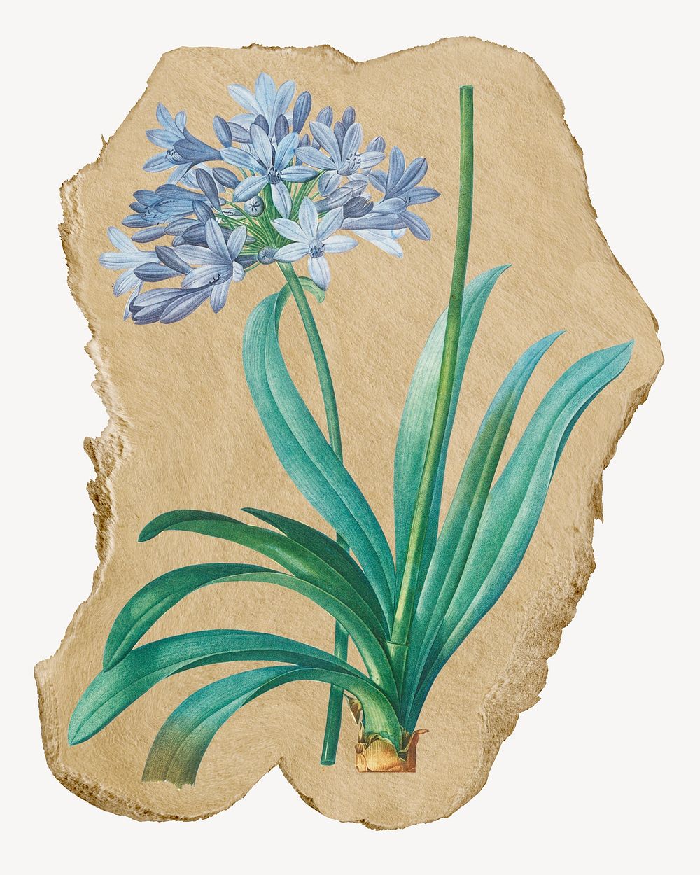 Blue flower illustration, ripped paper collage element
