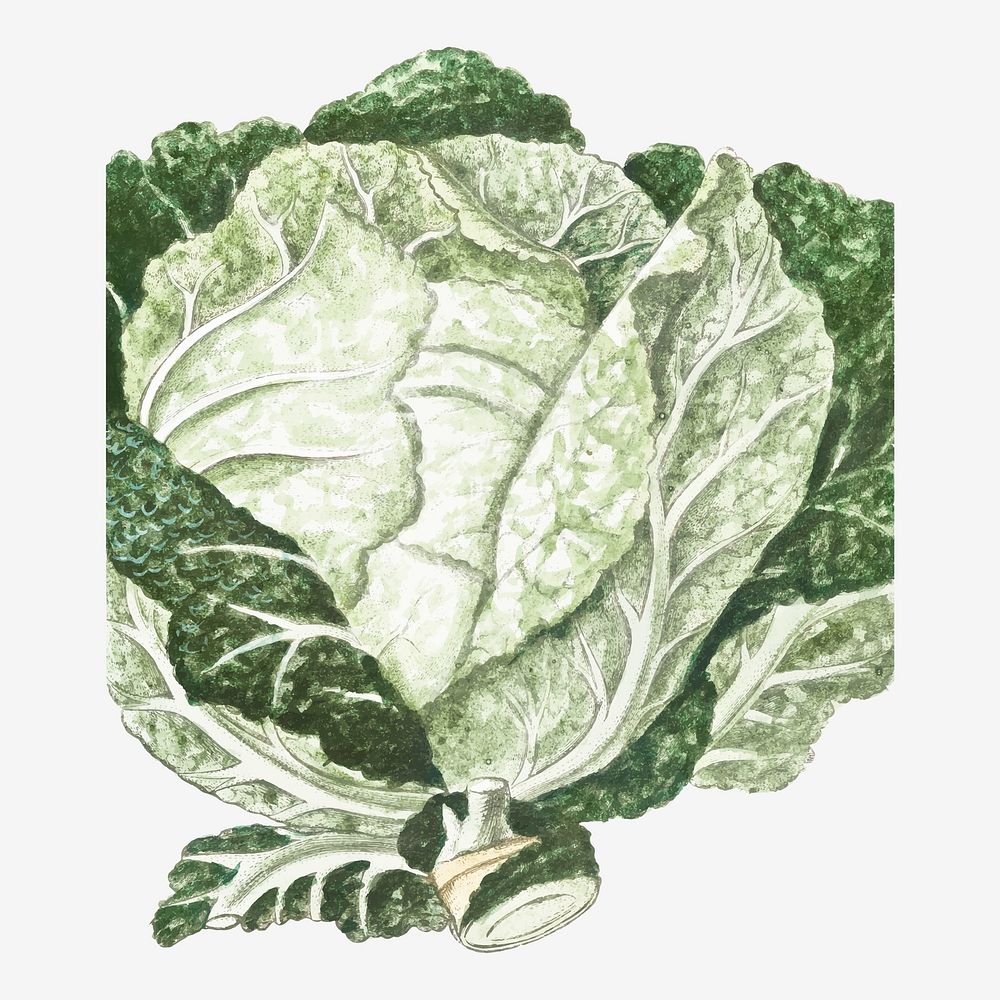 Green Cabbage vector