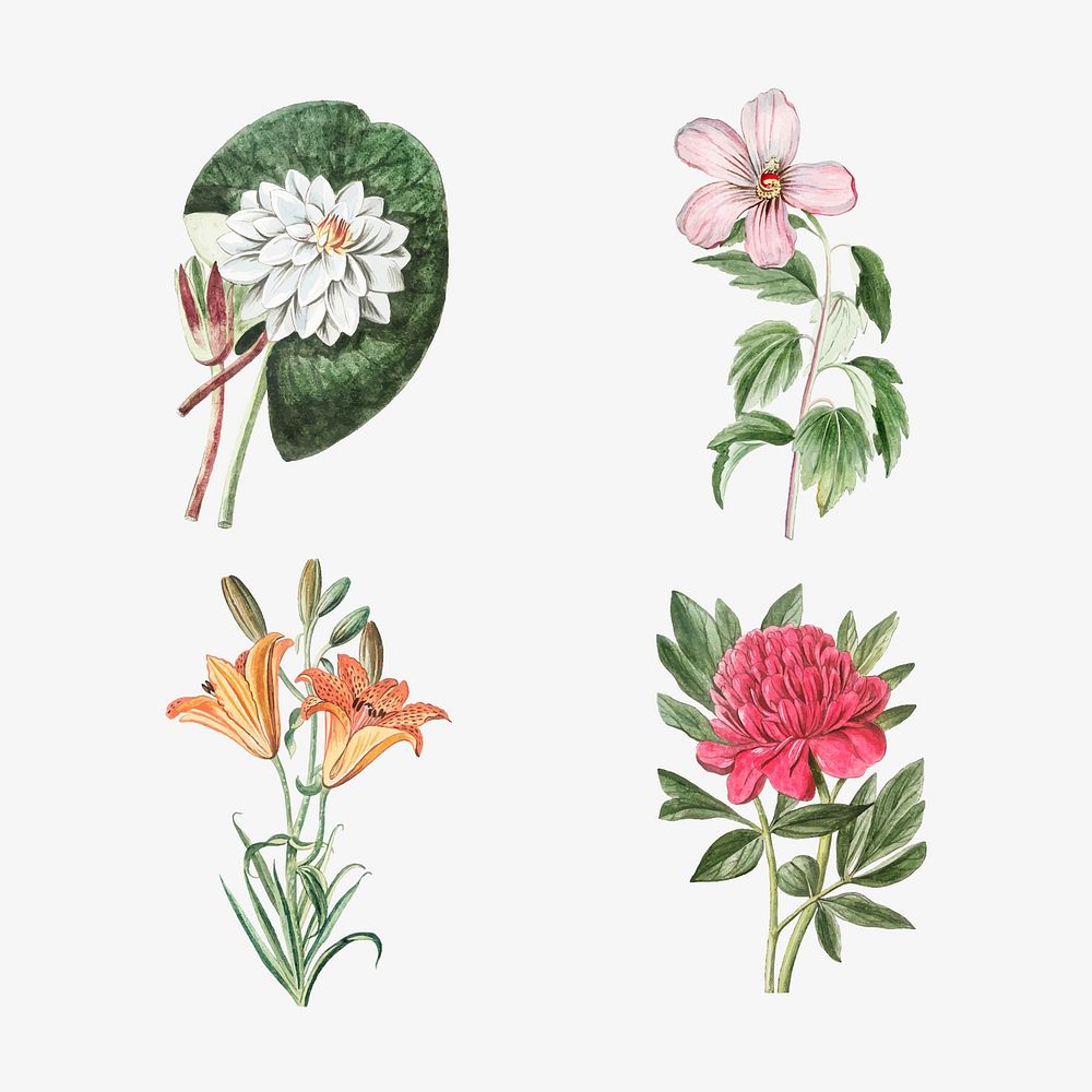 Set of blooming flowers vector