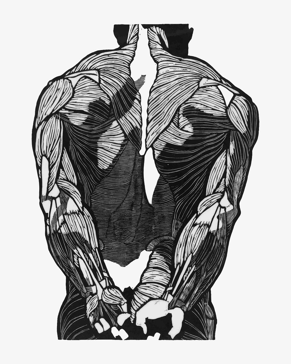 Man&rsquo;s back muscles vector human anatomy, remixed from artworks by Reijer Stol