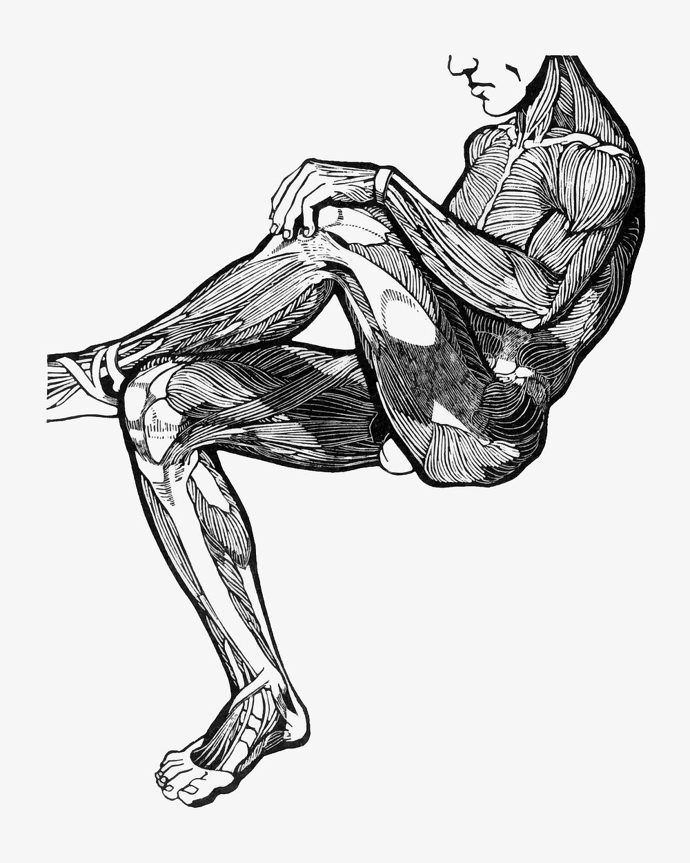 Human anatomy vector with leg and arm muscles, remixed from artworks by Reijer Stolk