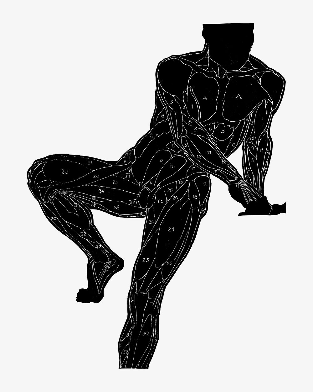 Human anatomy vector in silhouette, remixed from artworks by Reijer Stolk