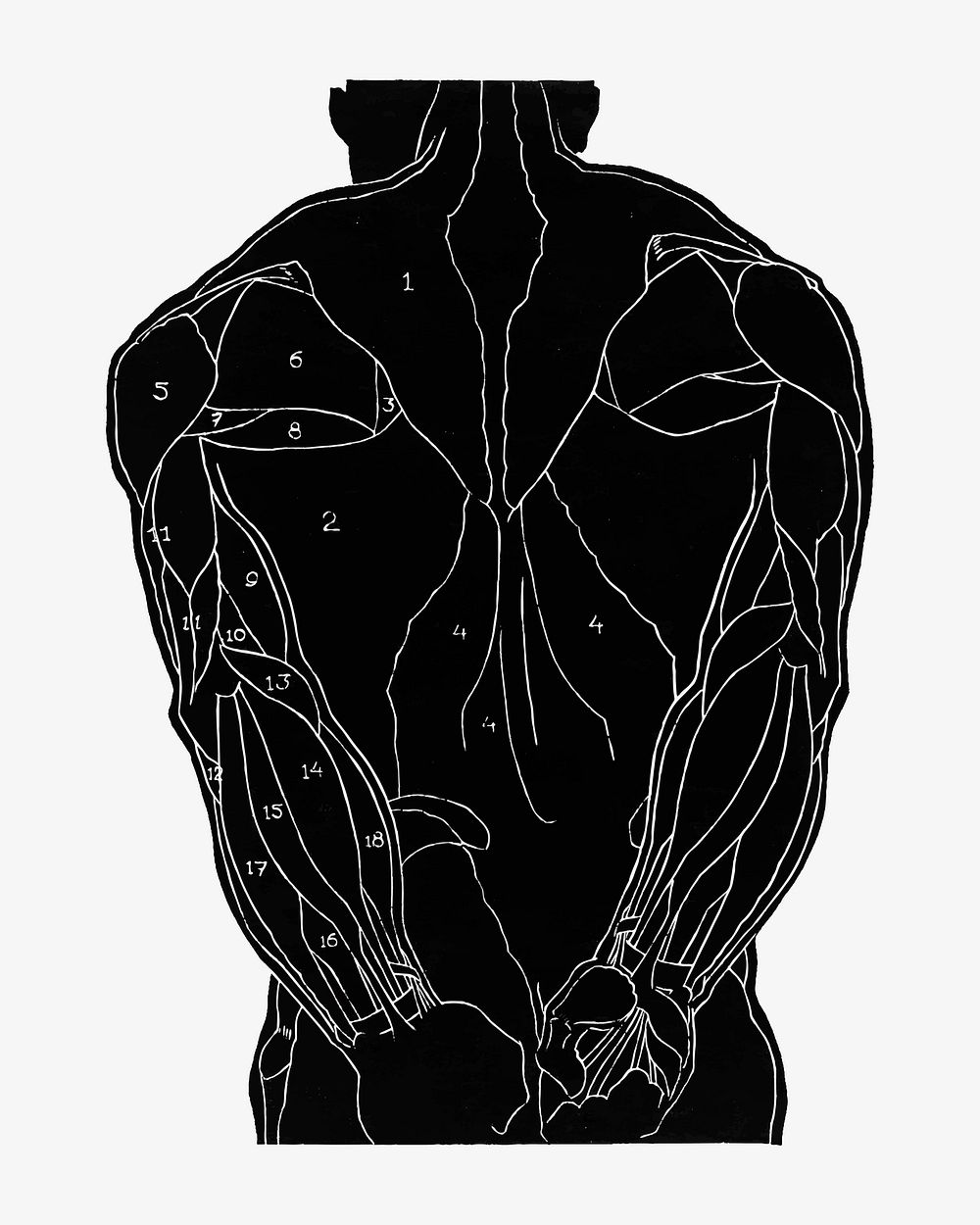 Man&rsquo;s back muscles vector human anatomy print, remixed from artworks by Reijer Stolk