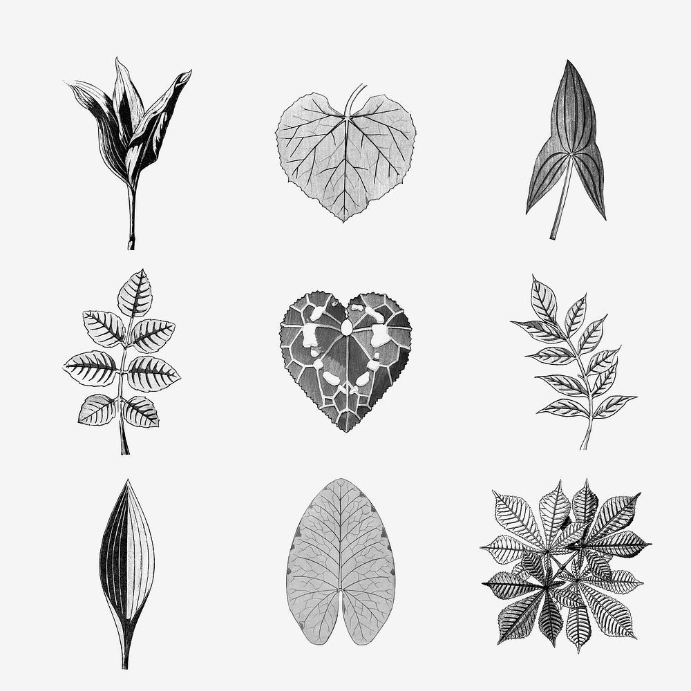 Black and white leaf set design element